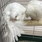 كروان مققود في حي الملك فهد