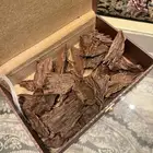 عود كمبودي مشروط