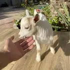 ماعز قزمي تيس قزمي تشيكي للبيع