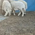 طليان اضاحي