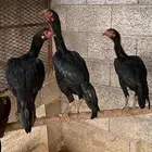 دجاج شامو الماني مستوى فاخر