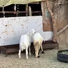 طلي سواكني وطلي حري