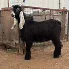 جذع عارضي فحل