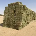 ذرة جيزانيه