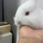 أرنوبة   للبيع أرنب ابيض  عين حمراء