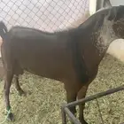 تيس فحل احص