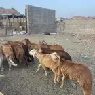 سواكني حمري
