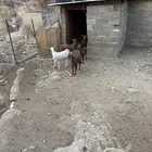 تيوس كفو