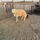 فحل حري صنف رباع