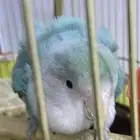 للبيع عصفور روز.