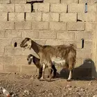 للبيع عنز والد