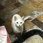 قط كتن للتبني