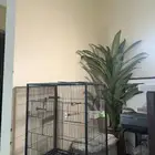 قفص كاسكو كبير