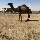 ابل ضرايب عشاير للبيع