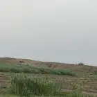 قصب للبيع