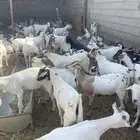 تيوس مستوردة مرباه 4 اشهر ذبايح