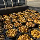 خرفه