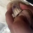ماعز. سنه جامع عندها عناق وتيس )عناق مهجنه )وعلى سوم