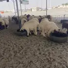 مشالله ذبايح نعيم فاخره