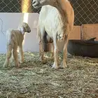 نعجه صفرا عليها رخلين والده اليوم ديد مكفل رقم واحد