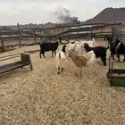 معزاء مراح واحد