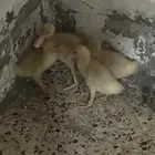 بط بكيني