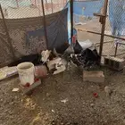 ديكه روميه عدد 4