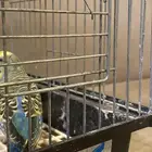 ذك ر عصفور حب قبل لتبديل باي ذكر ثني