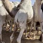 قعدان كفوللمناسبات