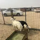 رخال ذبايح نظيف وطيب مقفله شحم