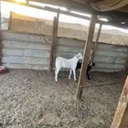 تيس