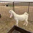 جفره هولندية