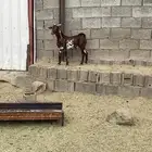 تيس فحل ادهم