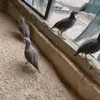 للبيع عشة حجل شنير سوري