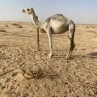 للبيع بكار