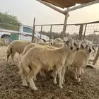 طليان حري طائفي فل شحم ولحم درجه اولى حي الحمدانيه