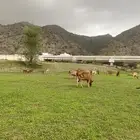 بقر مراح العدد 28