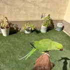 للبيع ببغاء دره