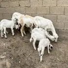 ضان متاومه