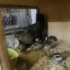 دجاج فونكس وفروخها