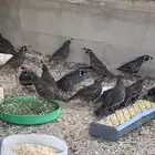 كاليفورنيا