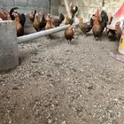 دجاج فيومي اورنج (برتقالي)