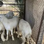 بهم طيب