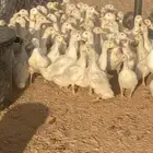 بط بكيني
