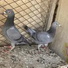 فروخ زاجل مختمات