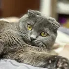 قط فولد سكوتش