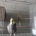 تم البيع