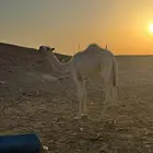 بكره مفروده رمانيه