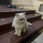 قطو للبيع اليف يحب الاسترخاء لون العيون جذابه