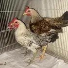 للبيع ديكه 2 فيوم 1 باكستاني وا امه بلدي